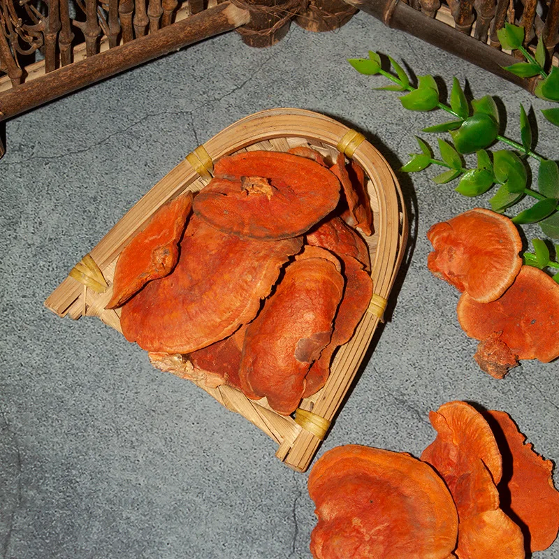 Rare Red Fungus on Tree Edible Cinnabar Polypore Mushroom for Sale