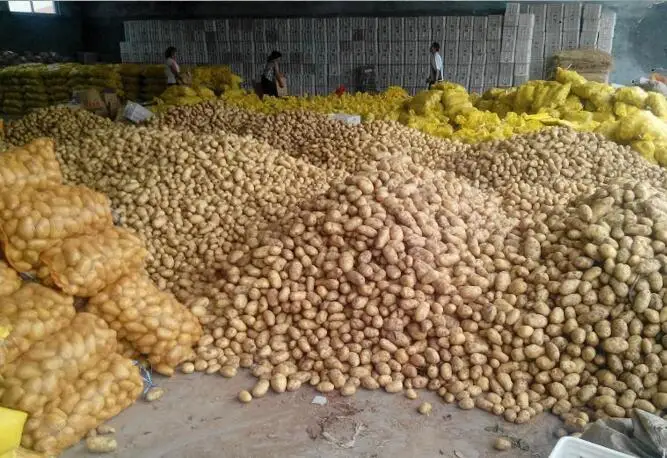Potato workshop 1.jpg
