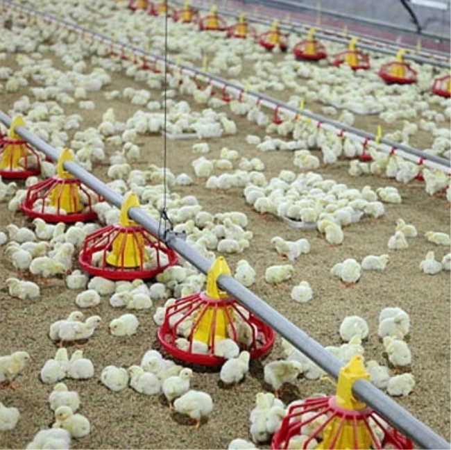 Good-quality and cheap floor feed broiler poultry farm equipment in chicken drinkers in africa