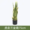 Snake plant potted plant 70cm