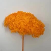 Arancione