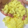 Petalo di ortensia gialla
