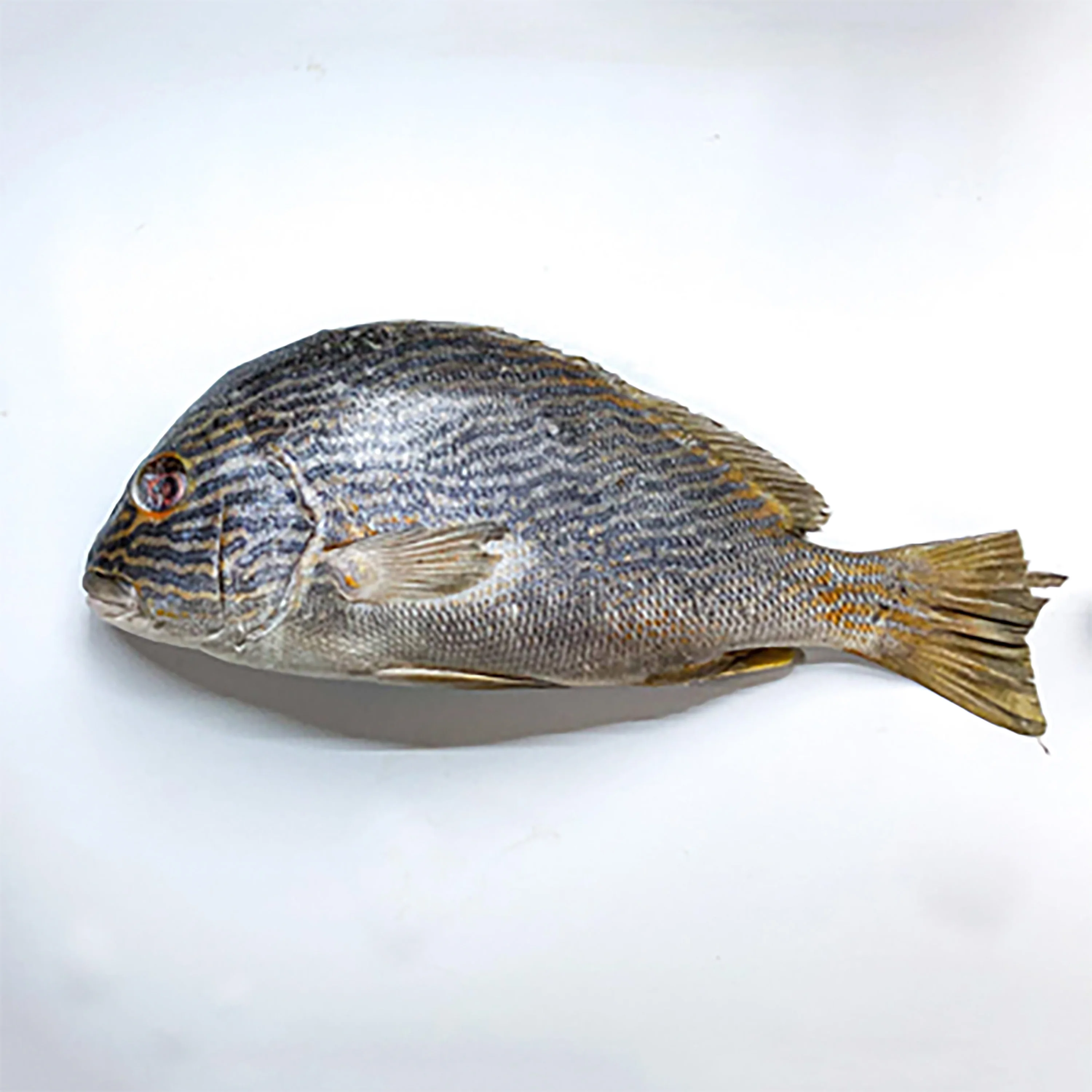 best quality frozen rabbit fish rabbitfish wholesale best price fish iqf bulk packaging buy frozen fish wholesale frozen fish prices frozen sea