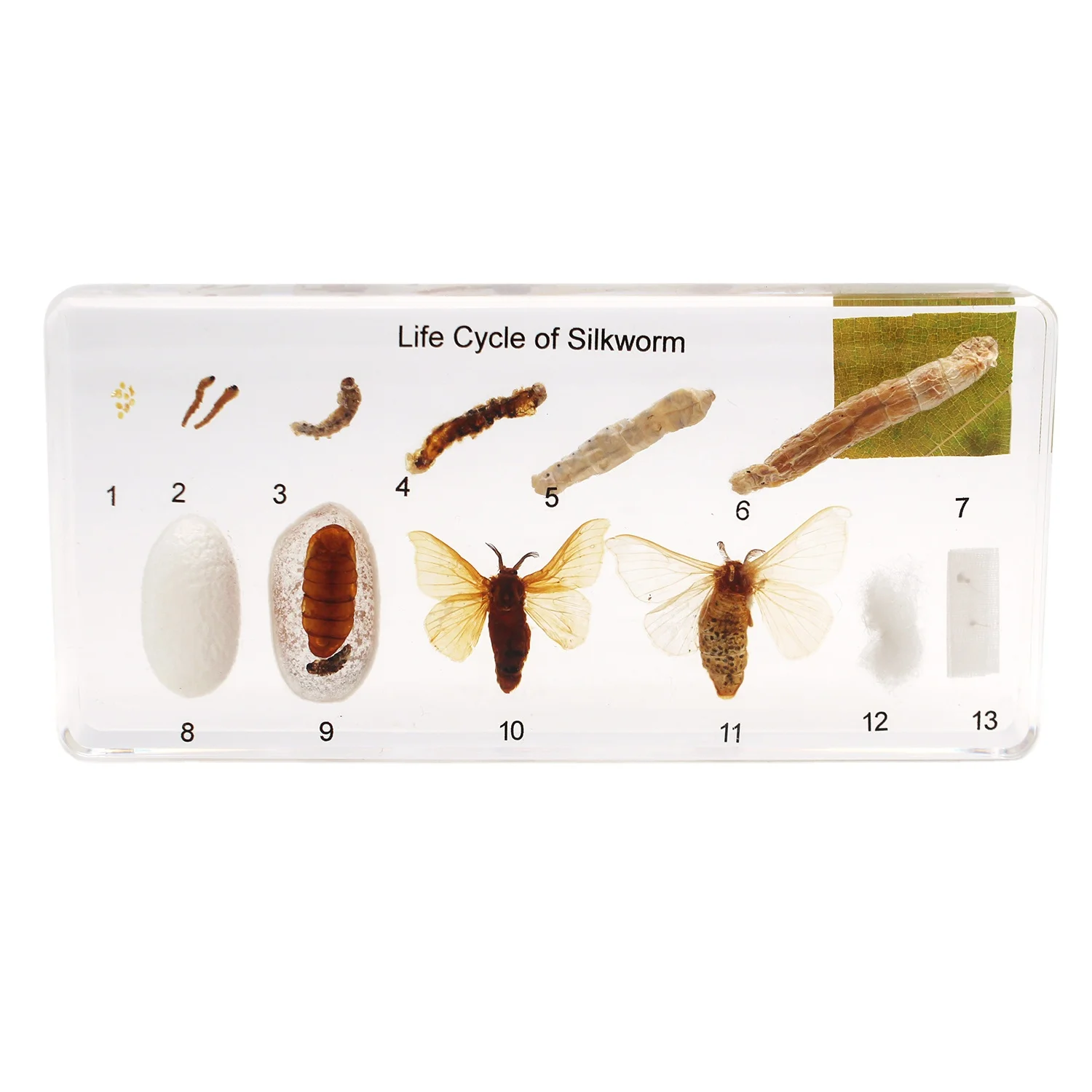 Life Cycle of Silkworm Unique Real Biological Teaching Aids of Insect Collection  Resin Specimen Handicrafts