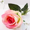 Champagne Pink