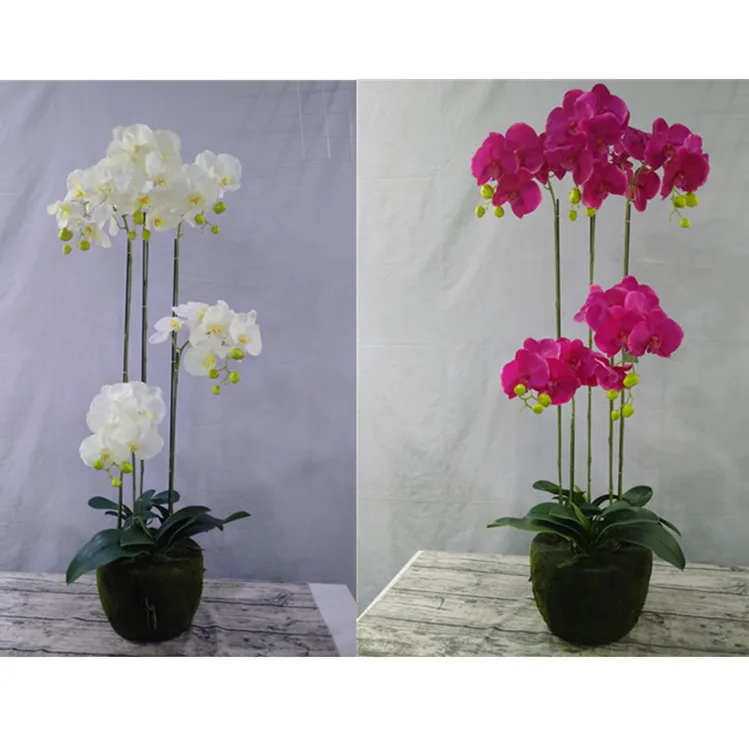 Planta De Orquídea Phalaenopsis,Decoración Moderna Para El Hogar,Orquídea, Phalaenopsis - Buy Phalaenopsis Orquídea Planta,Orchidee Phalaenopsis, Phalaenopsis Flor De La Orquídea Product on 