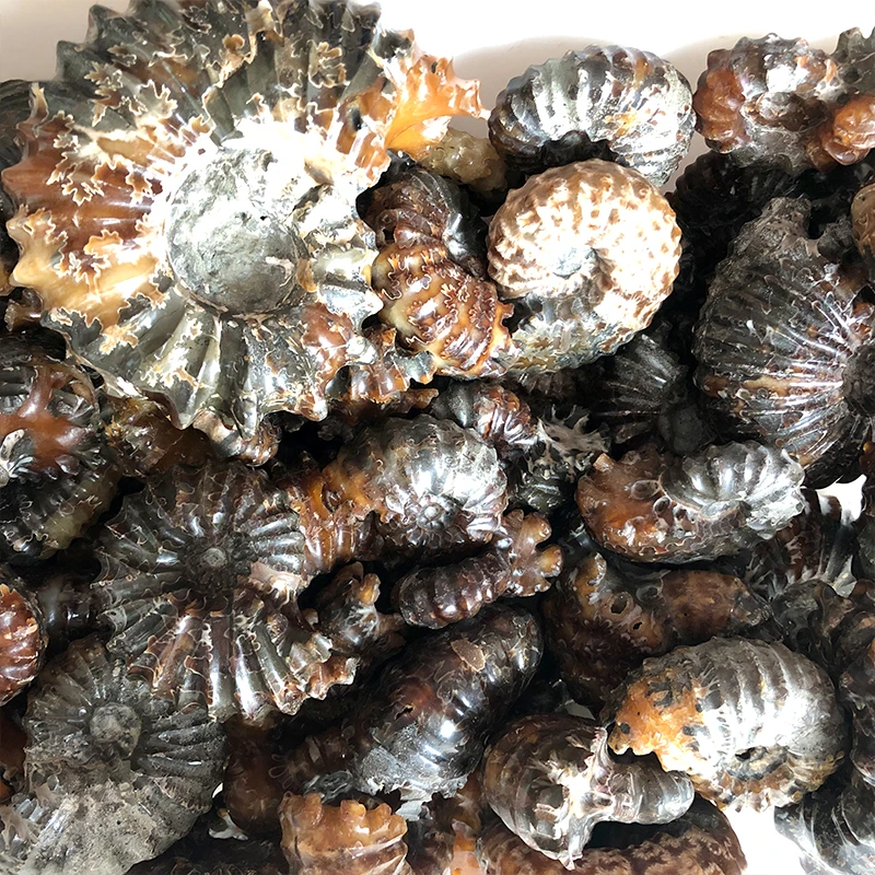High Quality Natural Marisa Cornuarietis Ammonite Madagascar Specimen Decoration