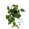 Green Ivy