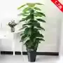 jade guanyin charm, 63 leaves, no pot, grass included