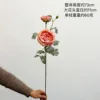 Yijing Ranunculus [orange-pink]