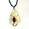 Yellow scorpion