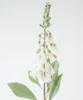 Digitalis bianca