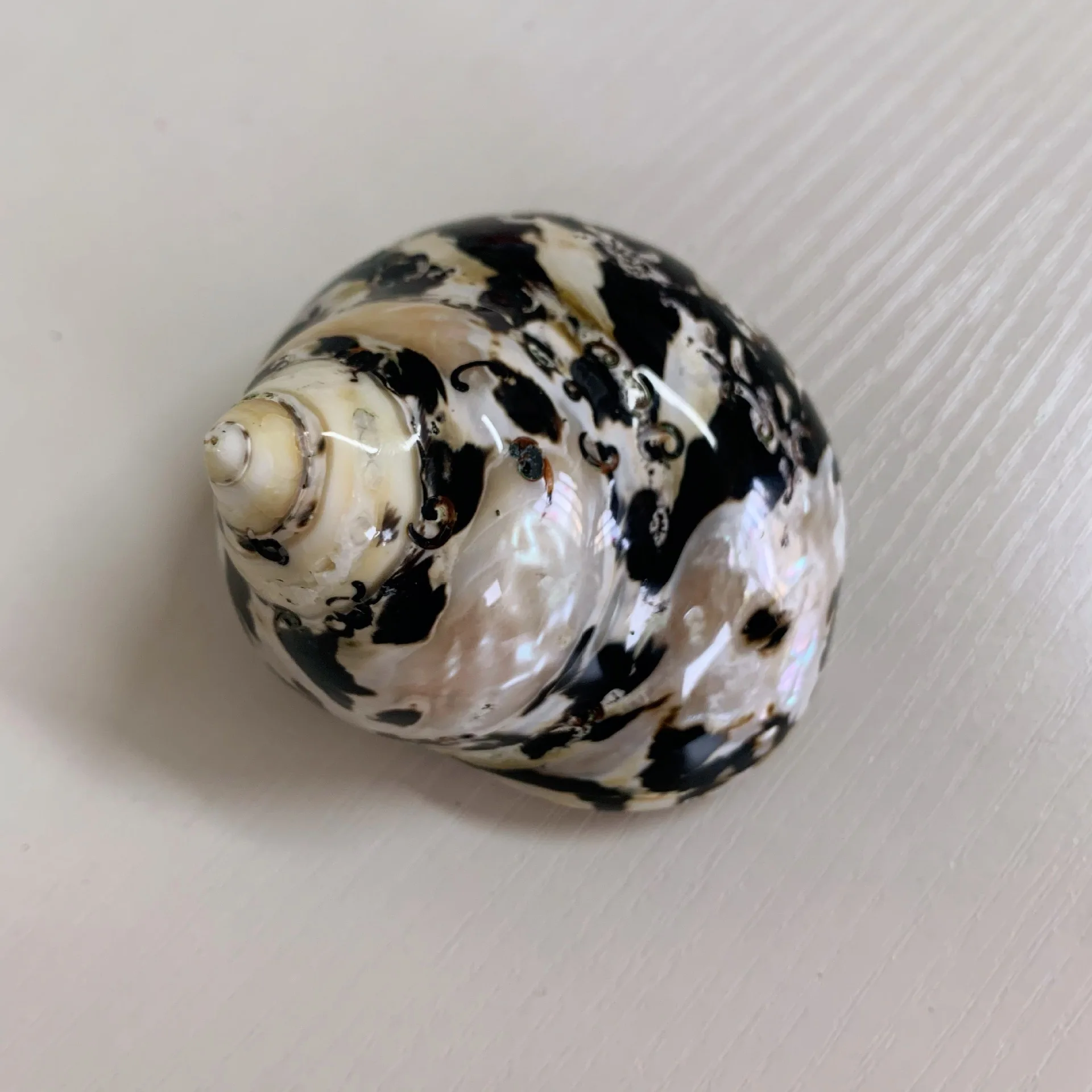 Natural Black Large Conch Shell - Perfect for Home Decor