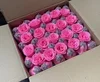 Rosa2