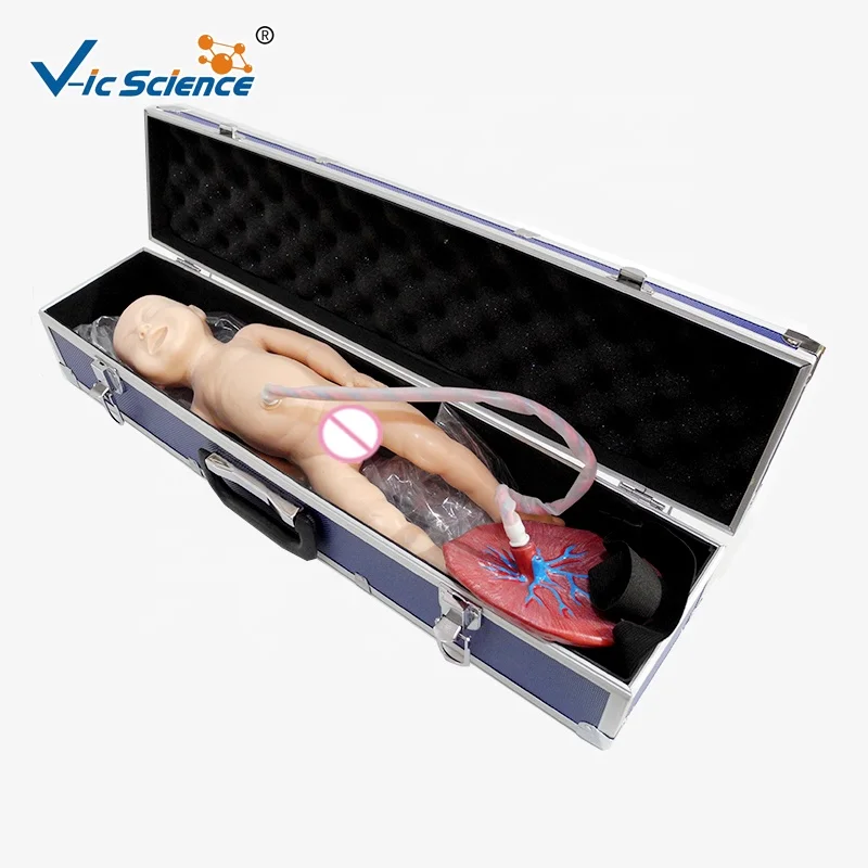 Neonatal Umbilical Cord Nursing Model at Rs 132000, Nursing Manikins in  Bidhan Nagar