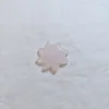 Rosa rosa