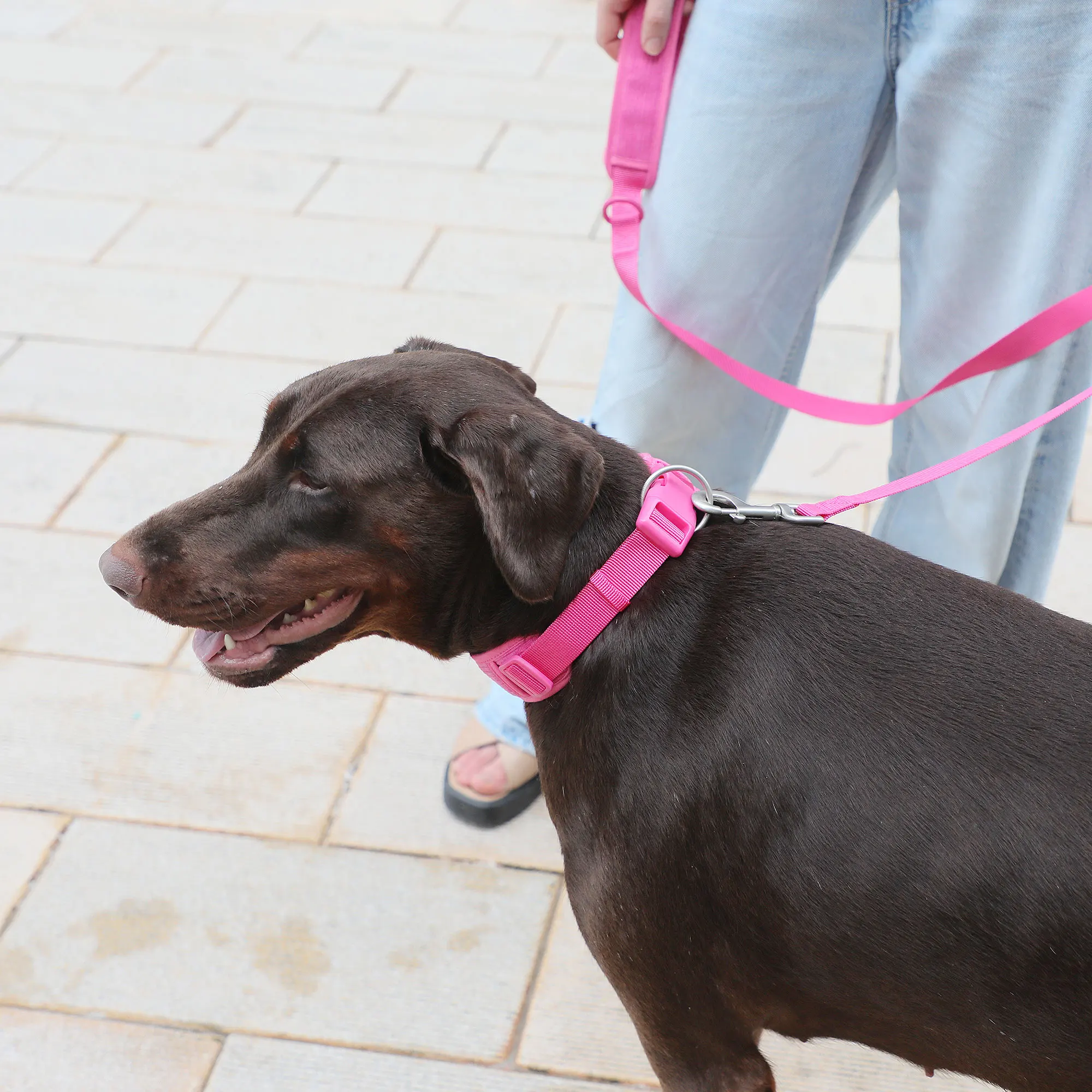 新款热销产品灯芯绒加厚豪华狗背带玫瑰红花式狗皮带套