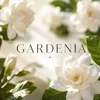 100ml-gardenia
