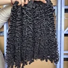 burmese curly