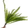 Large fern stem (light color)