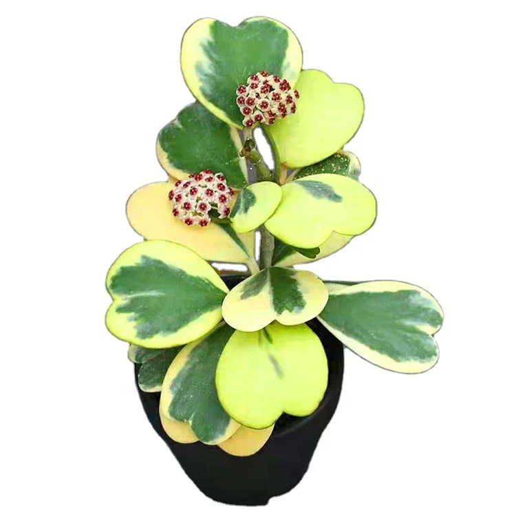 Indoor ornamental plant hot wholesale high quality real plants Hoya Kerrii var. of indoor plants  Supplier