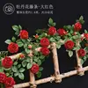 Peony vine - Red