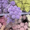Pourpre