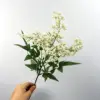 สีขาว