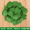 12 grandi foglie di vite (20 foglie ciascuna)