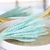 gh-001 powder blue-50 stems
