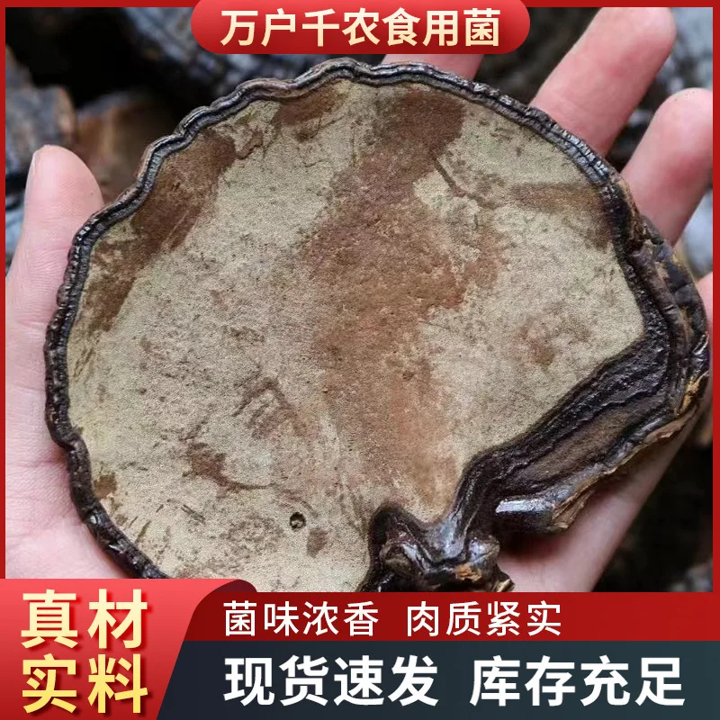 Dried Lingzhi Mushroom Cultivation Ganoderma Lucidum Meat Mushroom