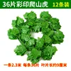 printed sweet potato leaves 36 per pack 12 packs per box