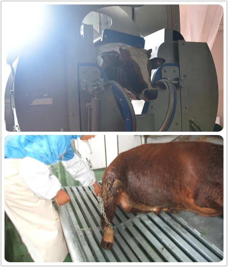 Muslim Cattle Head Fixed Pneumatic Reversed Halal Slaughter Box