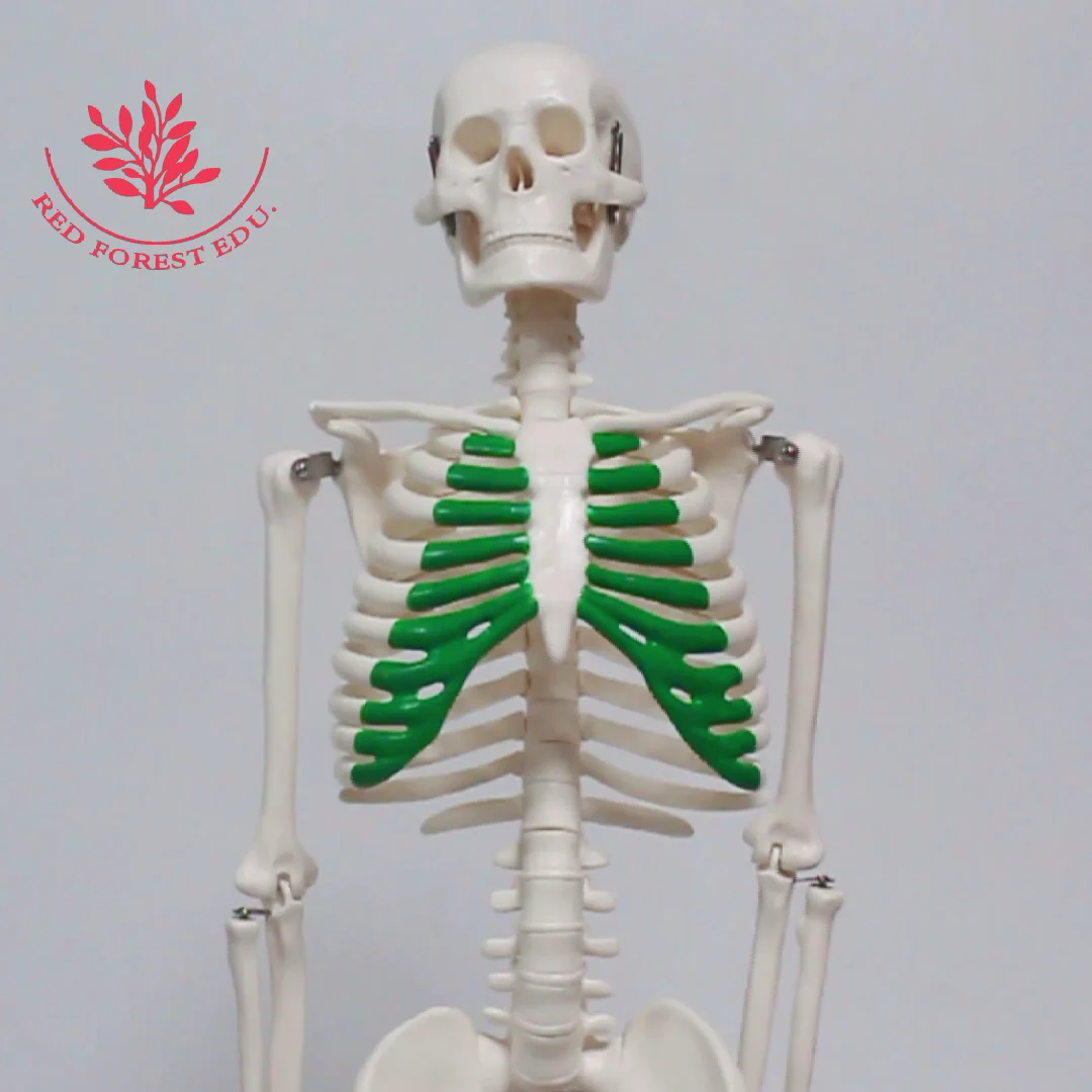Human Skeleton Model Half Life Size With Painted Costal Cartilage