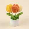 Plante en pot Tulipe Orange dégradée 3 têtes