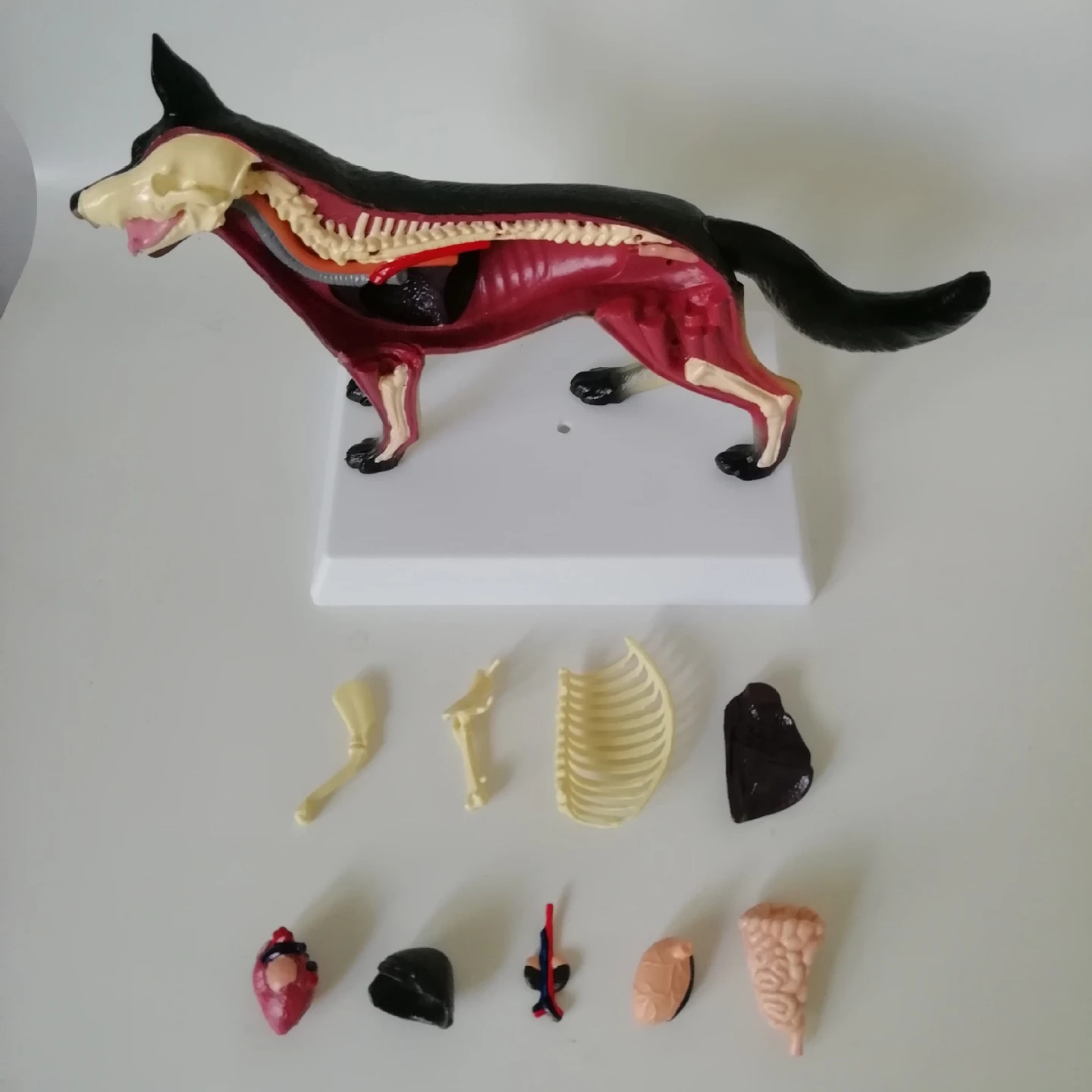 Source 医学科学教学犬模型犬解剖内脏骨架模型犬内脏犬骨架on M Alibaba Com