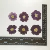 Blu-Viola