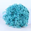 Bleu Tiffney