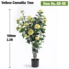 100cm(3.3ft) Yellow Camellia Tree