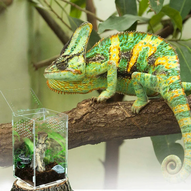 Acrylic Reptile Feeding Box Terrarium Enclosure Insect Breeding Case ...