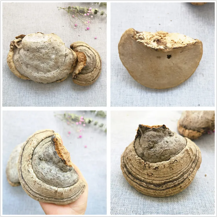 fomes fometarius.jpg