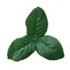 500g of dark green triangular leaves