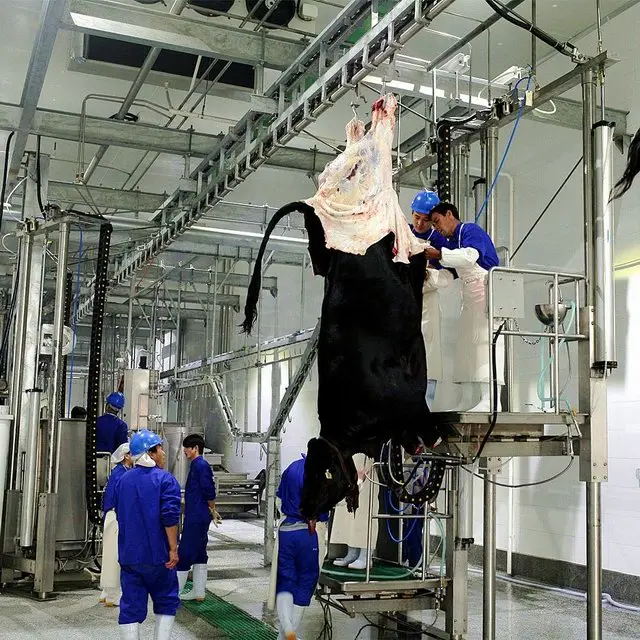 Cow slaughter house with slaughtering machinery line halal style