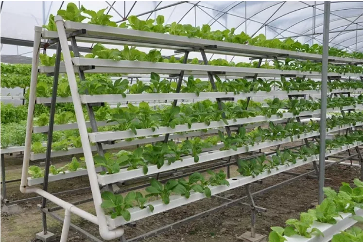 solar hydroponic system