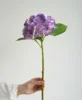 Pourpre