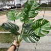 Big 7-head turtle back leaf