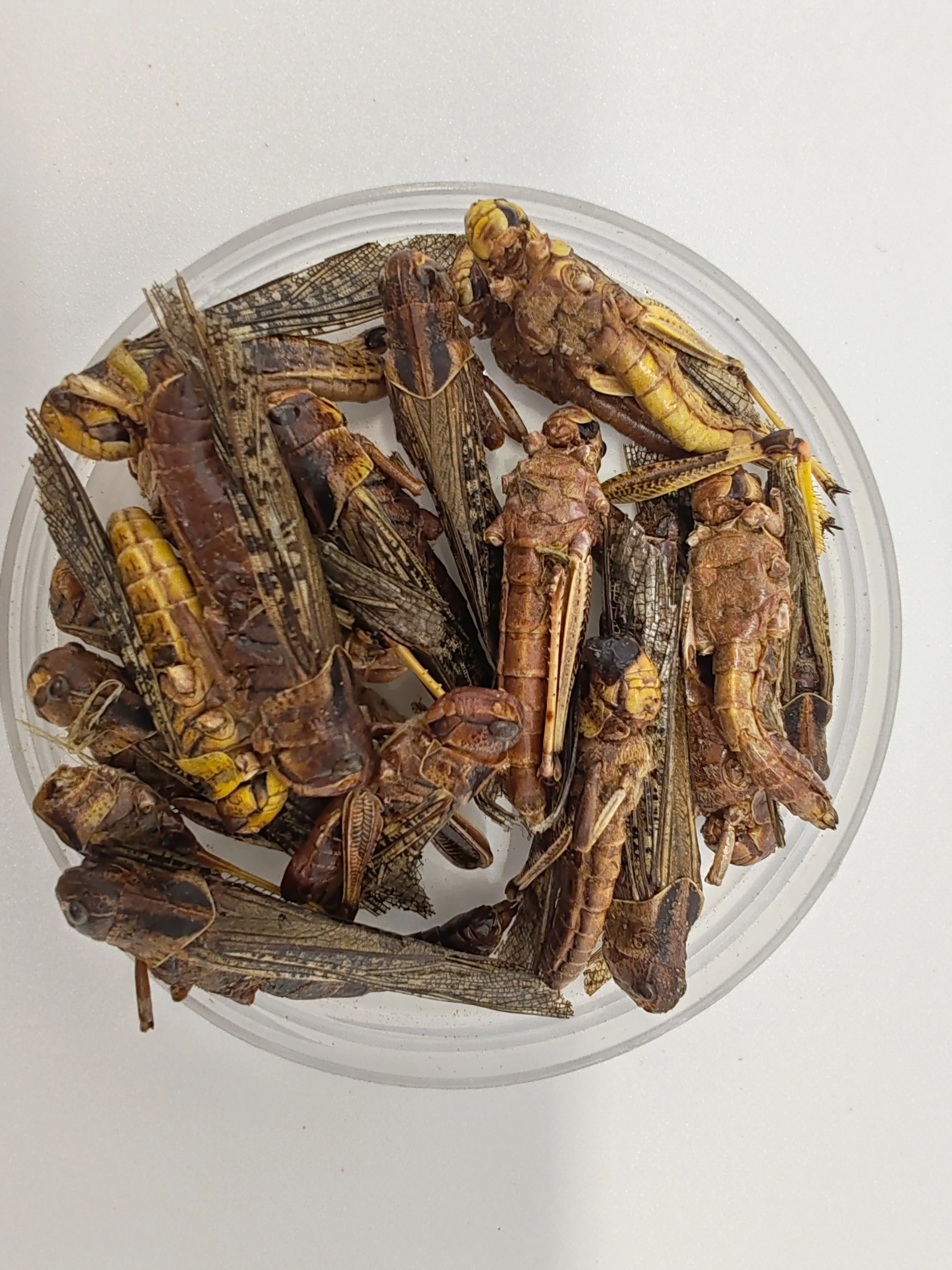 High Quality Pet Products of Freeze Dried  Grasshopper Fish Feed