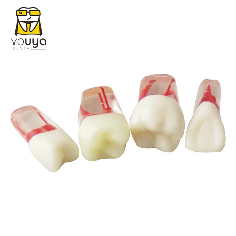 
 Стоматологический эндододонтический обучающий учебный модель корневого канала, модель зубного канала  