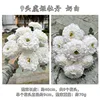 9 concubine pivoine blanche