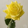 สีเหลือง